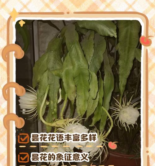 昙花是什么？昙花的生长习性和观赏价值是什么？