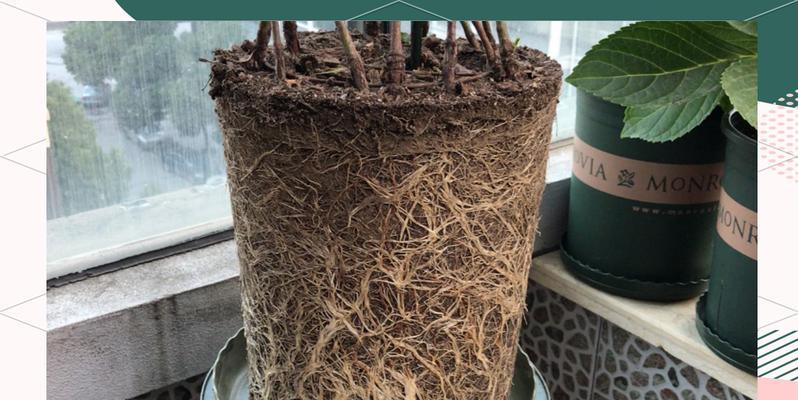 植物换盆的最佳时机和步骤是什么？