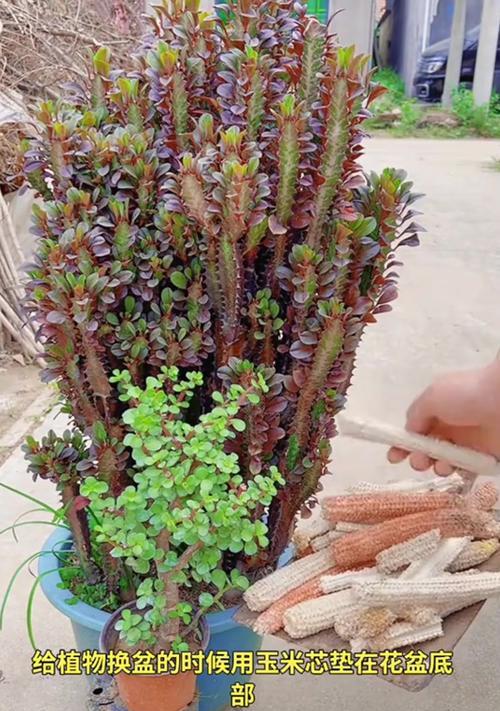 植物换盆的最佳时机和步骤是什么？