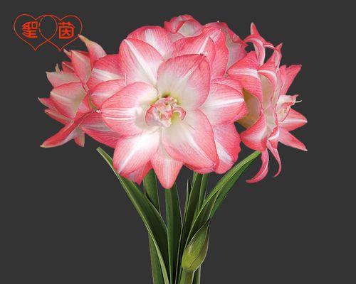 孔雀花怎么养殖？孔雀花的养殖技巧有哪些？