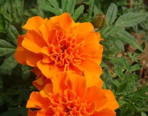 孔雀花怎么养殖？孔雀花的养殖技巧有哪些？