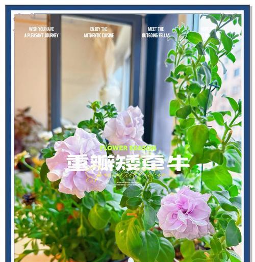 矮牵牛花施肥的最佳时间和方法是什么？