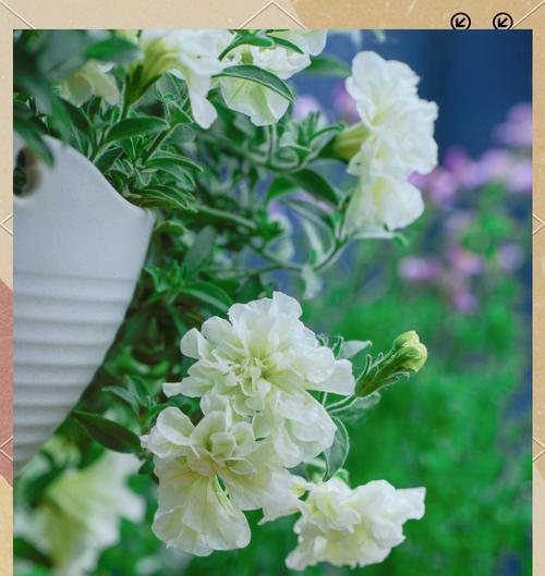 矮牵牛花施肥的最佳时间和方法是什么？