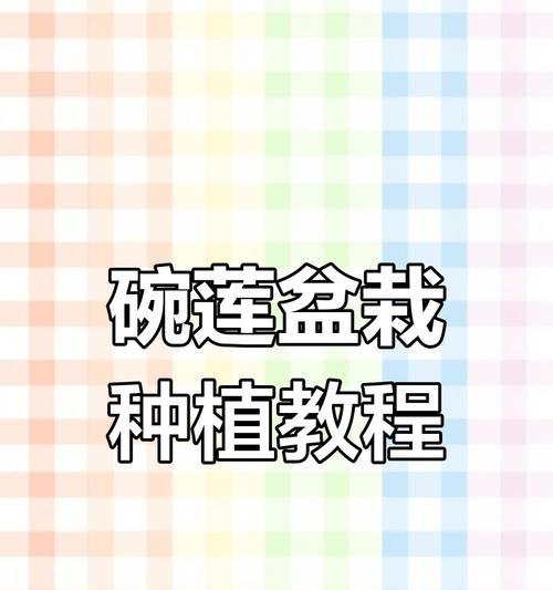 碗莲种植的步骤是什么？如何保证碗莲顺利开花？