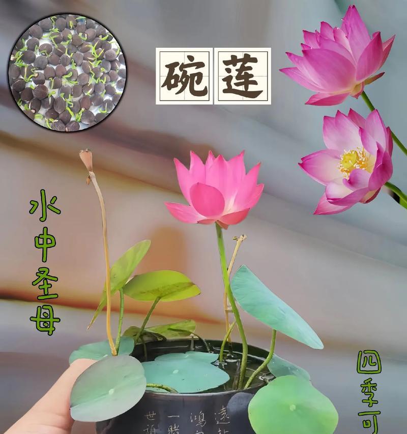 碗莲种植的步骤是什么？如何保证碗莲顺利开花？