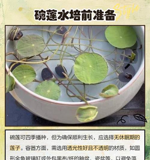 碗莲种植的步骤是什么？如何保证碗莲顺利开花？
