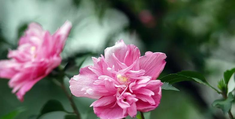 秋天的花有哪些颜色？它们的花语是什么？