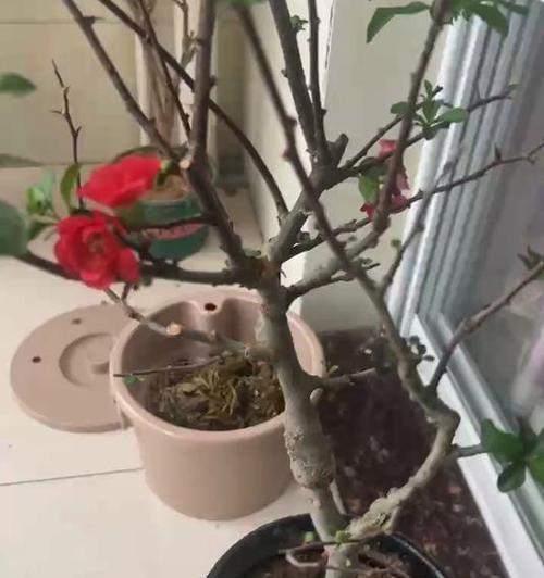 花卉枯萎的原因是什么？如何预防和处理花卉枯萎问题？