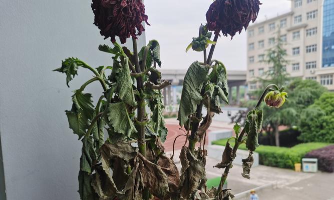 花卉枯萎的原因是什么？如何预防和处理花卉枯萎问题？