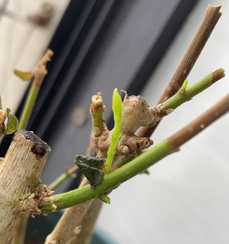 花卉枯萎的原因是什么？如何预防和处理花卉枯萎问题？