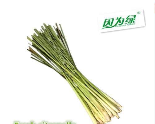 香茅种植的基本步骤是什么？香茅种植有哪些注意事项？