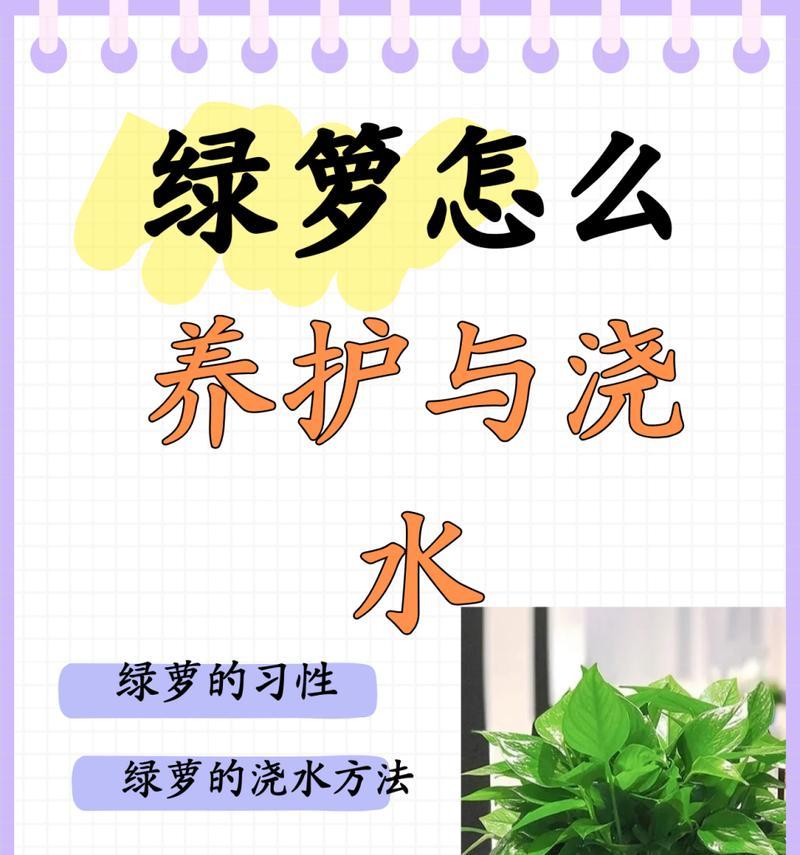 水培植物的养殖技巧有哪些？