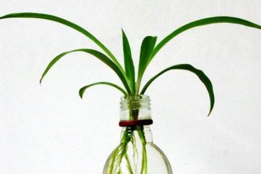 水培植物的养殖技巧有哪些？