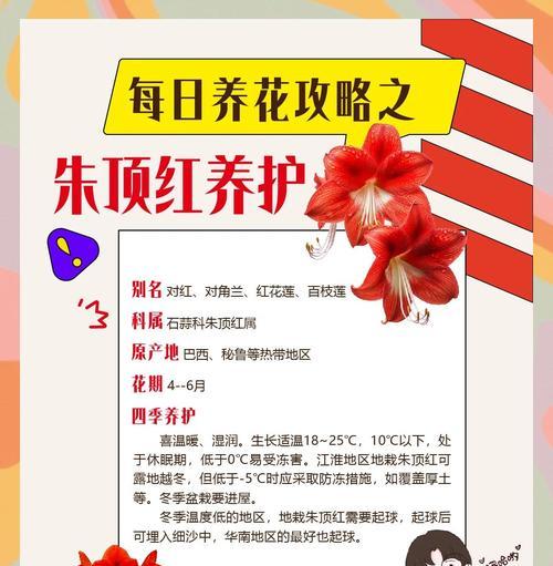 鸿运当头冬季养护要点是什么？如何安全过冬？