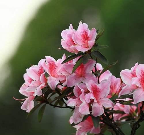 杜鹃主要品种有哪些？如何养护杜鹃花？