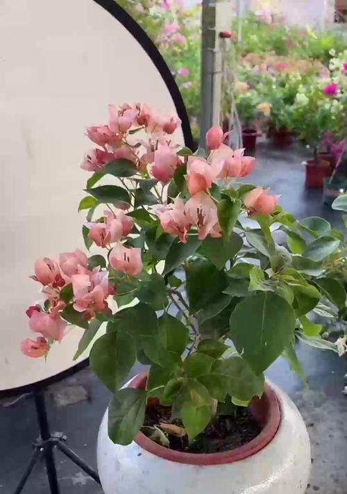 杜鹃主要品种有哪些？如何养护杜鹃花？
