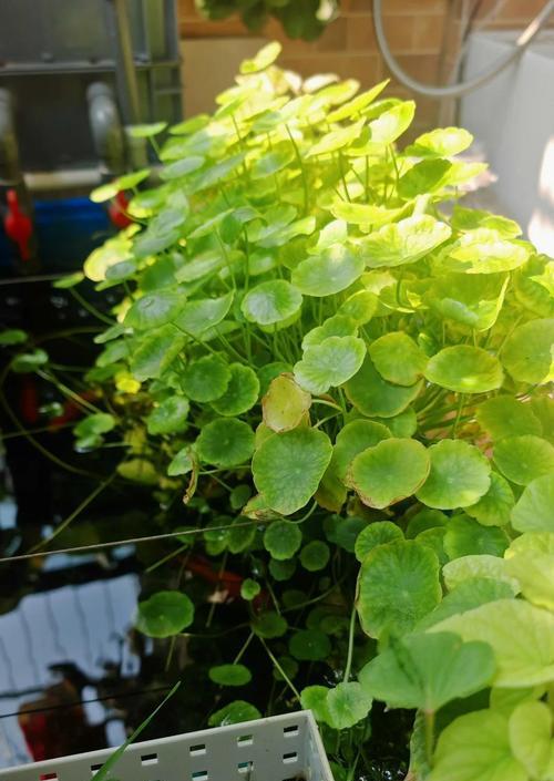 金鱼草种植步骤是什么？金鱼草如何种植才能长得好？