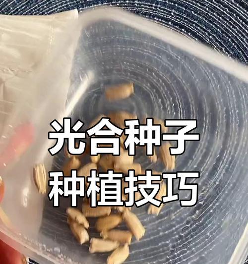 中种子种植的正确步骤是什么？