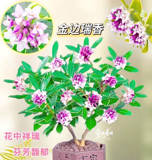 瑞香种植的正确步骤是什么？