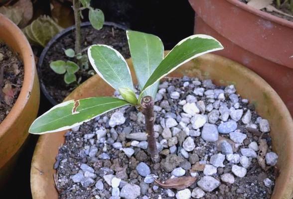 瑞香种植的正确步骤是什么？