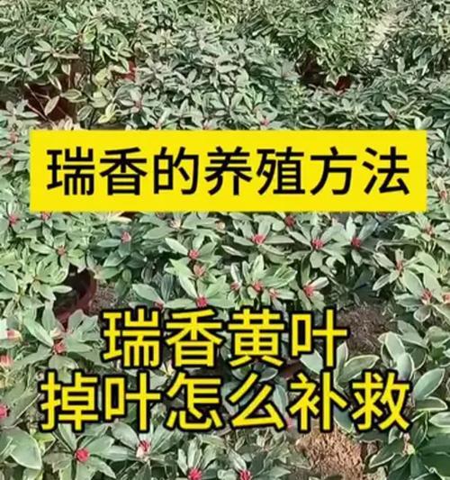 瑞香种植的正确步骤是什么？