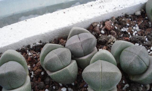 帝玉有哪些品种？帝玉的养护和繁殖技巧？