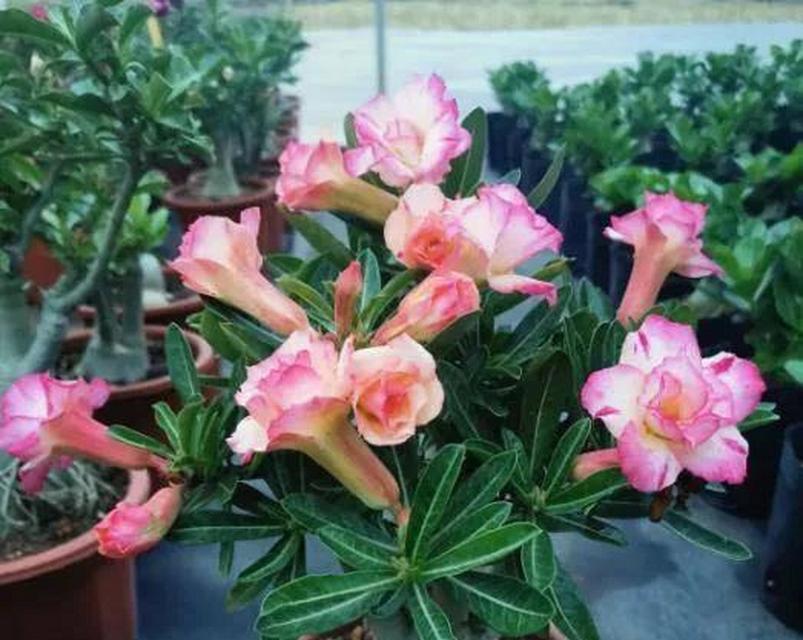 盆栽玫瑰种植需要注意哪些问题？