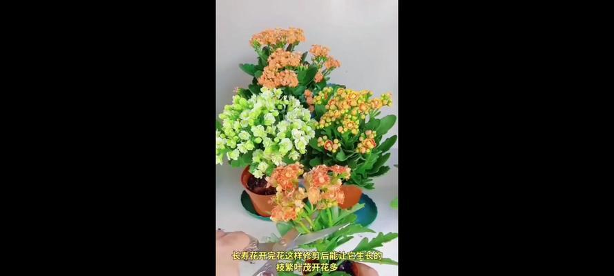 长寿花多开花的技巧有哪些？如何保证其持续开花？