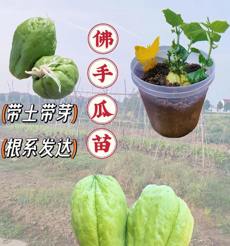 佛手的繁殖方法是什么？佛手繁殖需要注意哪些问题？