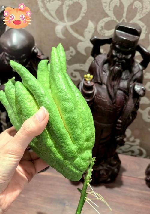 佛手的繁殖方法是什么？佛手繁殖需要注意哪些问题？