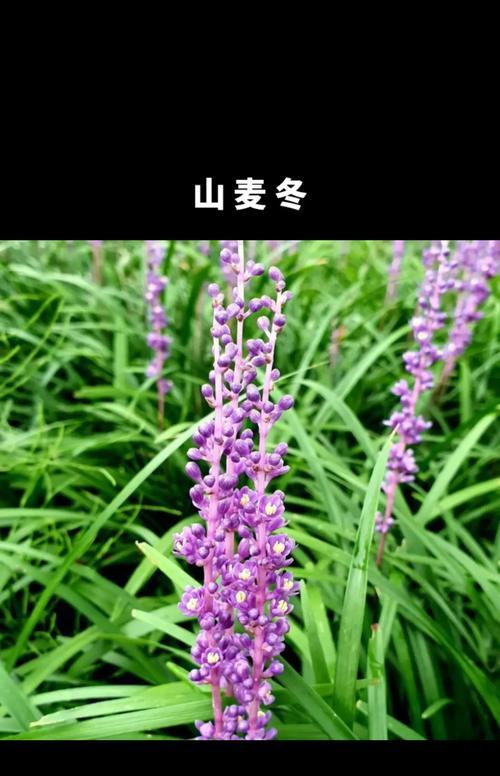 四季常青的草有哪些种类？它们的养护方法是什么？