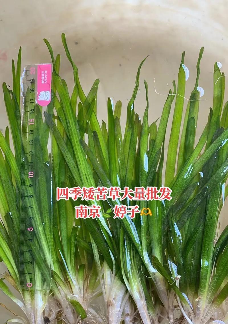 四季常青的草有哪些种类？它们的养护方法是什么？