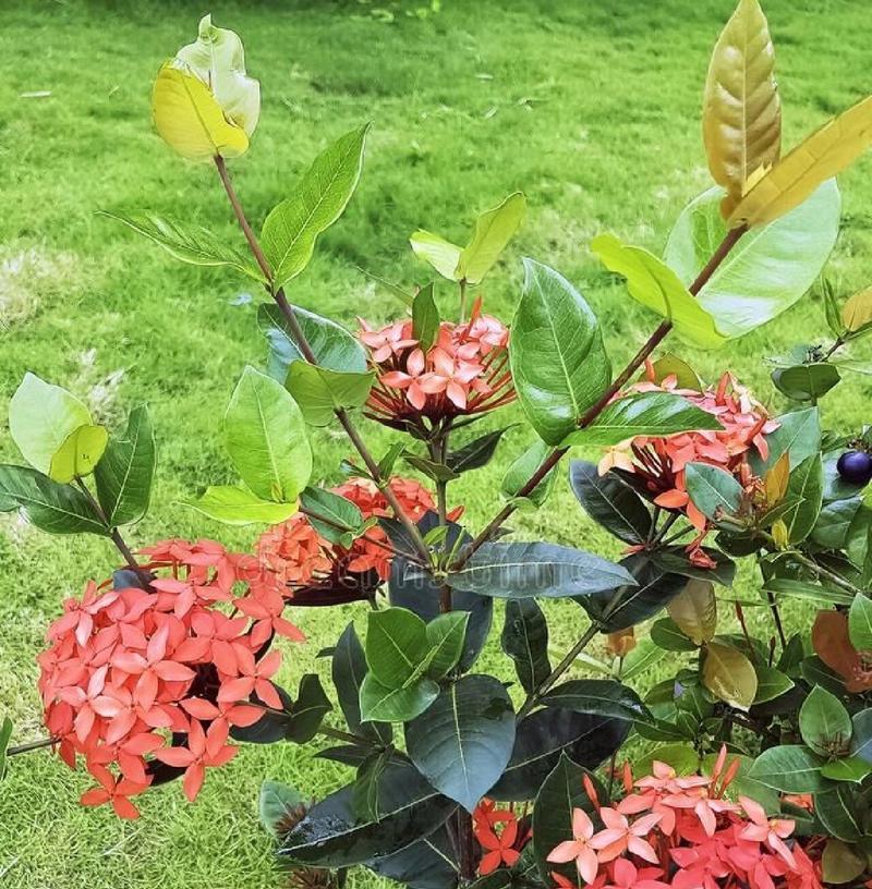 仙丹花花后如何进行养护？