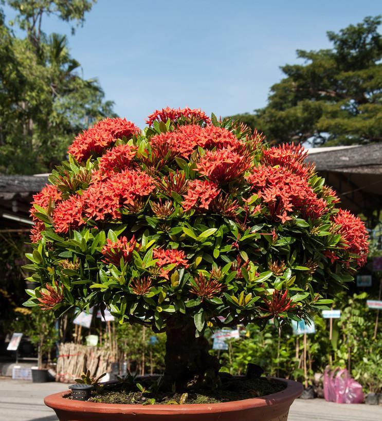 仙丹花花后如何进行养护？