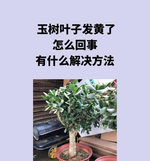 为什么花叶子发黄？找出原因并解决植物黄叶问题？