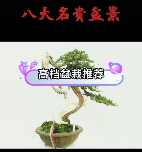 室内盆栽养护技巧有哪些？