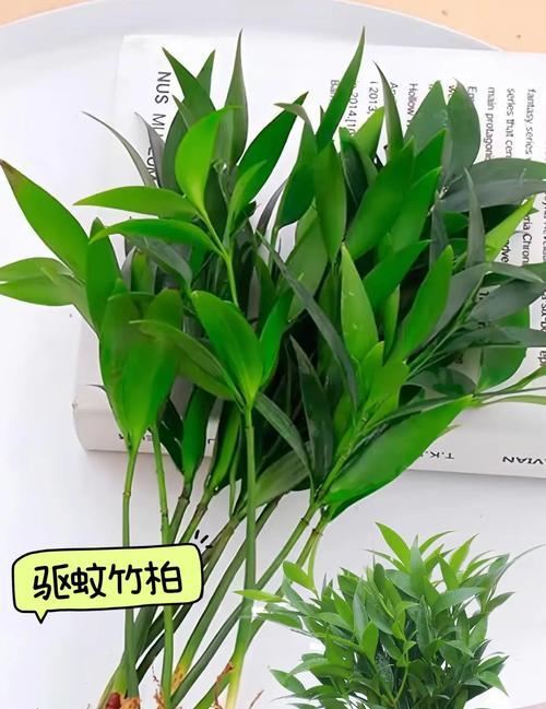 室内盆栽养护技巧有哪些？