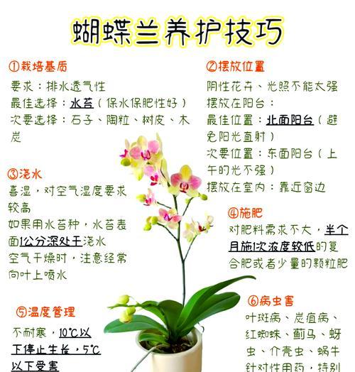 兰花施肥的正确方法和注意事项是什么？