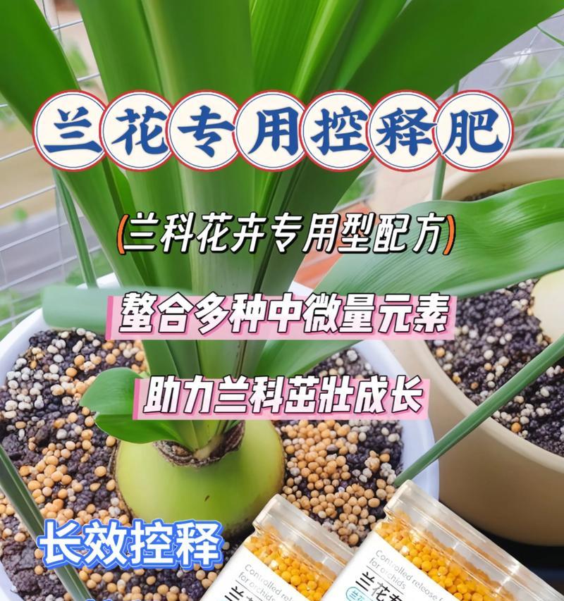 兰花施肥的正确方法和注意事项是什么？