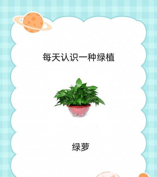绿萝花的养护要点是什么？如何保持其叶色鲜绿？
