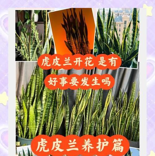 虎尾兰繁殖的正确方法是什么？