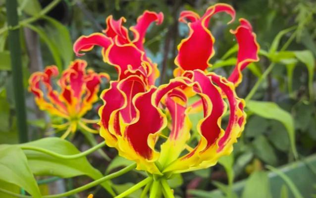 夏天种植哪种花卉最为适宜？