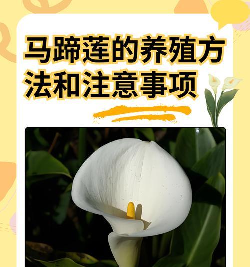 对莲花怎么养殖？对莲花的养殖技巧有哪些？