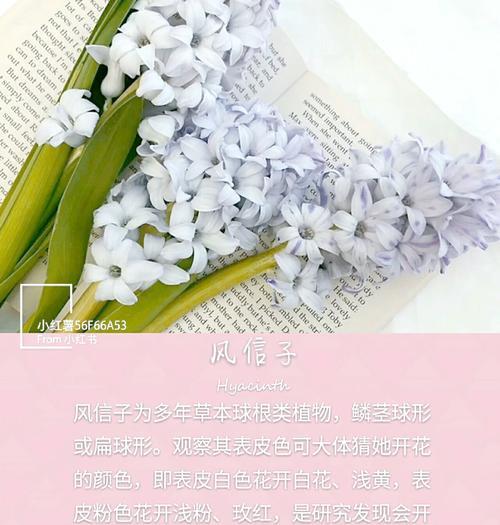 风信子水培养殖需要注意什么？