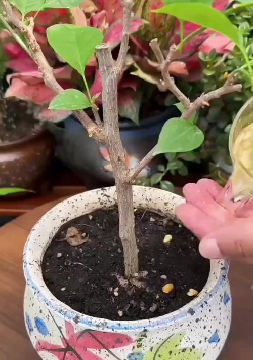 黄豆在养花中的使用方法和效果是什么？
