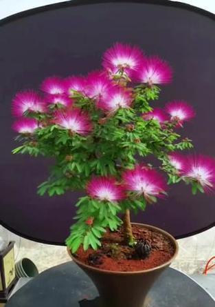 合欢花种植技巧有哪些？如何保证其良好生长？