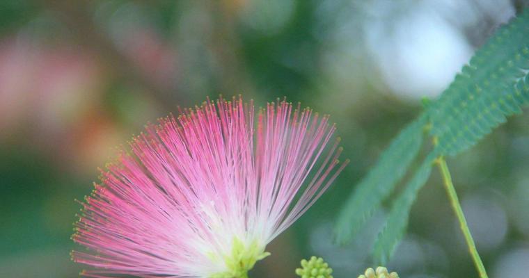 合欢花种植技巧有哪些？如何保证其良好生长？