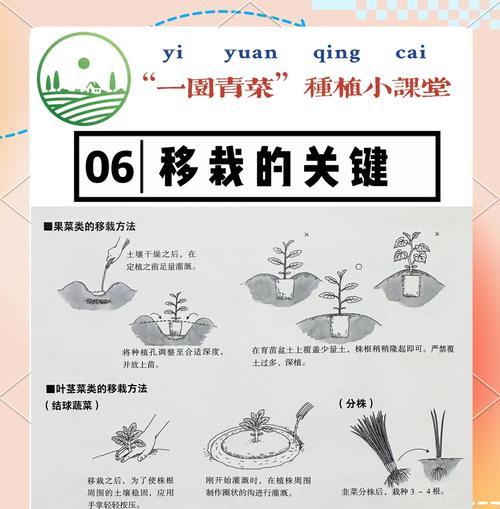 植物分盆的步骤是什么？