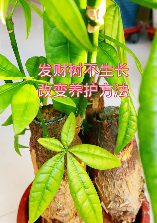 发财树的养殖方法和常见问题？
