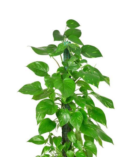 芙蕖的养殖技巧是什么？